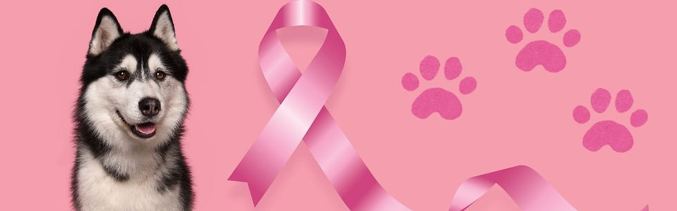 cadela outubro rosa pet