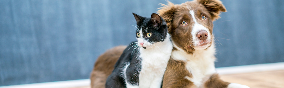 Como identificar sinais de câncer em cães e gatos no início