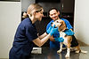 happy-female-vet-smiling-petting-beautiful-beagle-dog-exam-table-professional-veterinarian