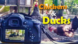 Chickens-&-Ducks-Thumbnail.png