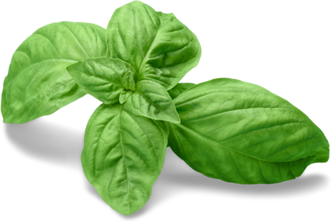 Bay Leaves