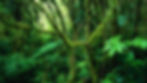 348870-best-jungle-background-1920x1080-