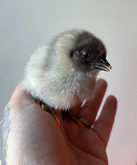 Silverudd #2.jpg