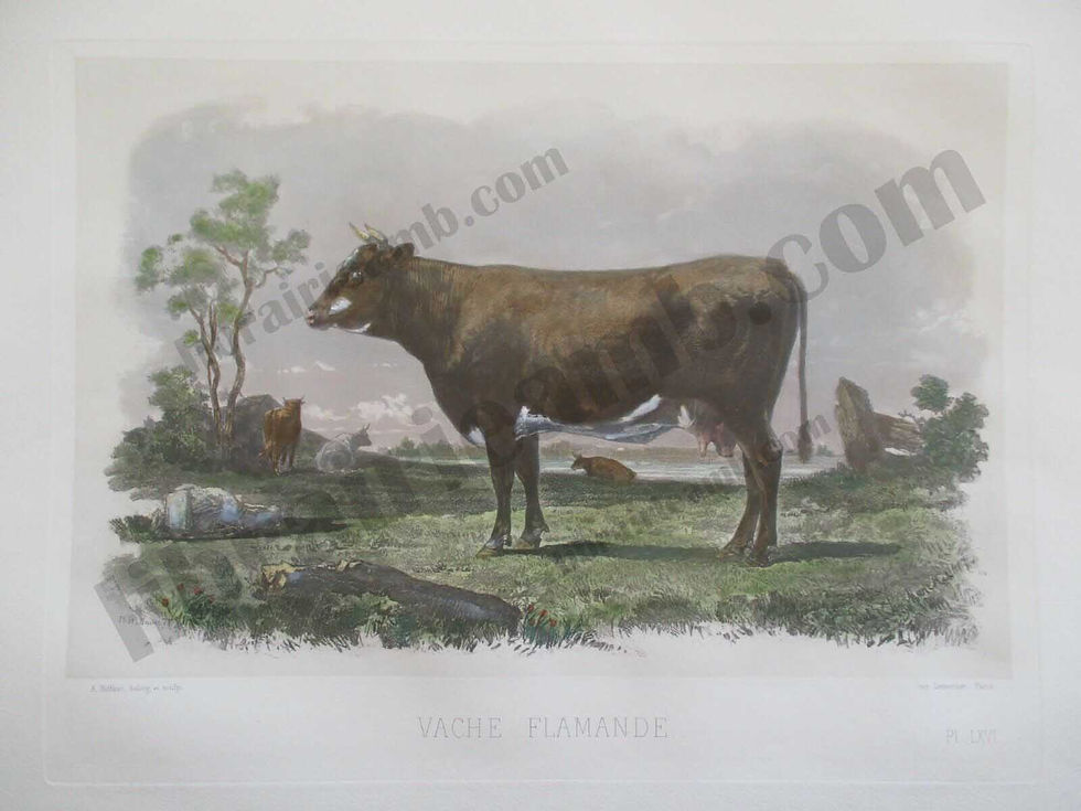 VACHE FLAMANDE - Races Bovines Zootechniques 1861 Gravure Hand coloured 48x35 cm