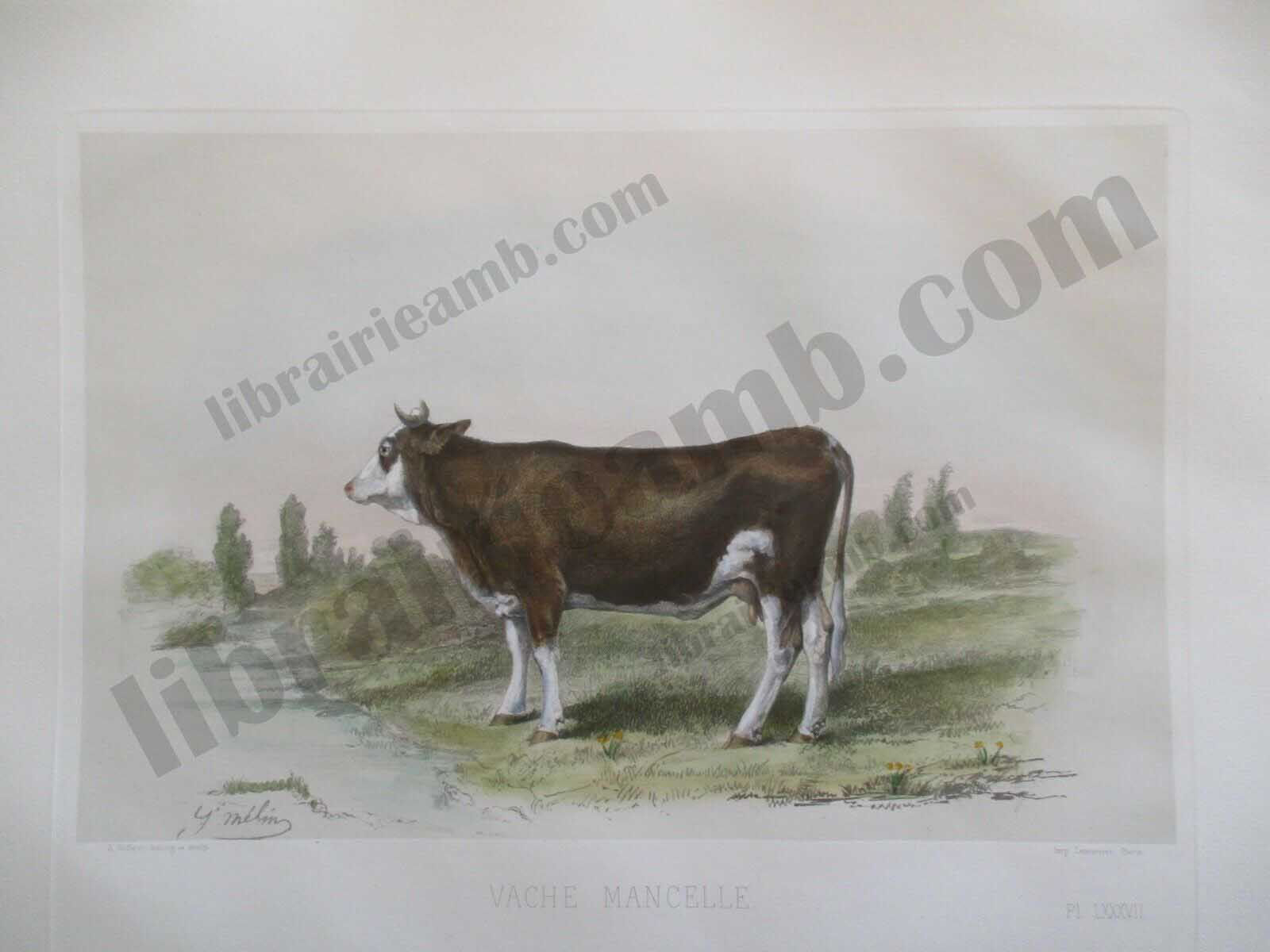 VACHE MANCELLE - Races Bovines Zootechniques 1861 Gravure Aquarellee 48x35 cm