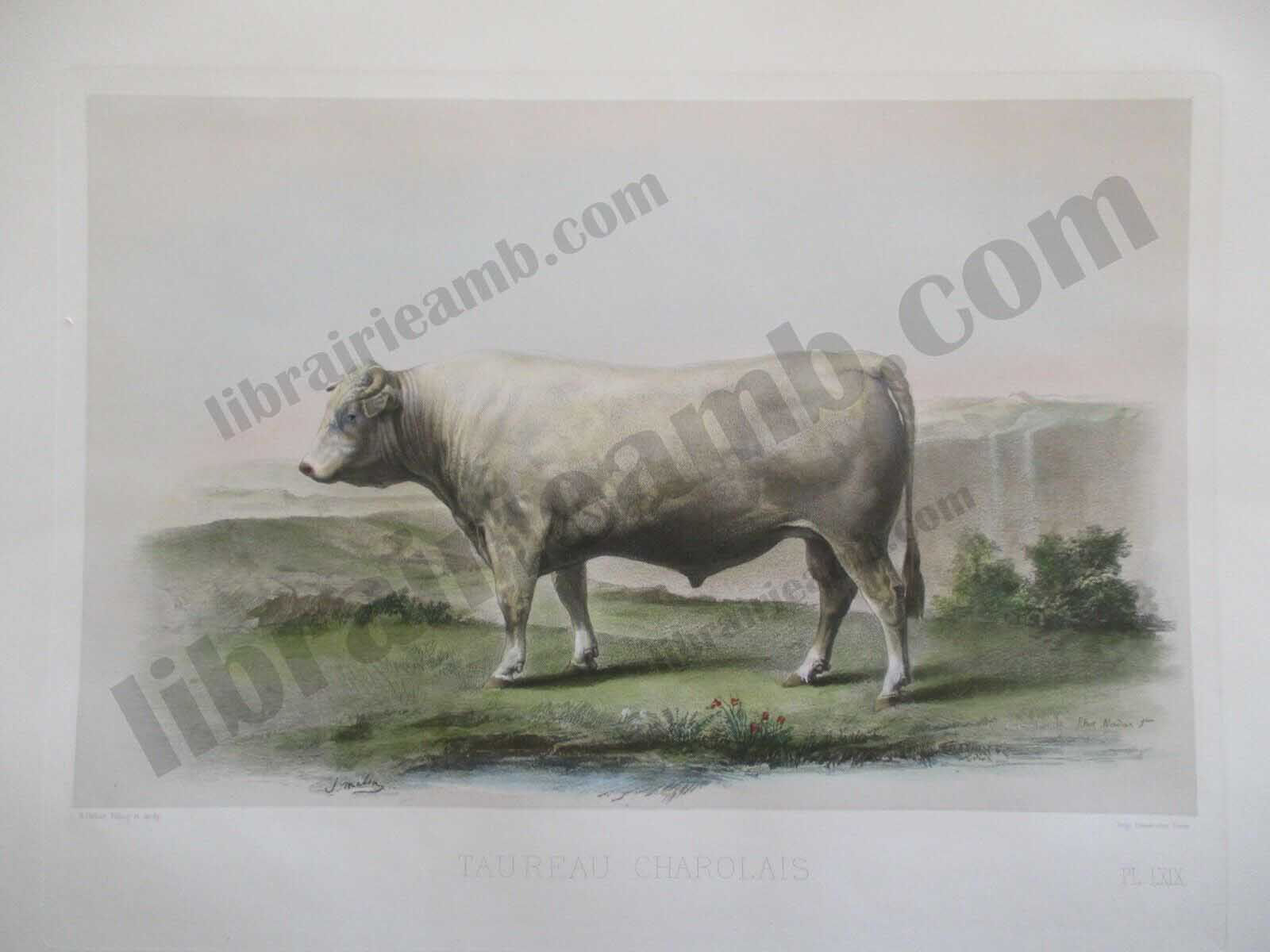TAUREAU COMTOIS - Races Bovines Zootechniques 1861 Gravure Aquarellee 48x35 cm