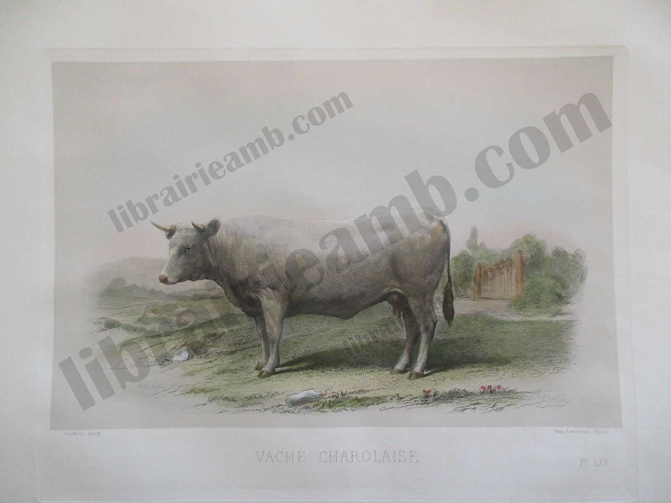 VACHE CHAROLAISE Races Bovines Zootechniques 1861 Gravure Hand coloured 48x35 cm