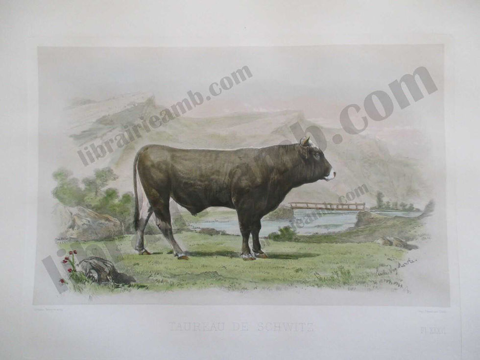 TAUREAU DE SCHWITZ Races Bovines Zootechniques 1861 Gravure Aquarellee 48x35 cm