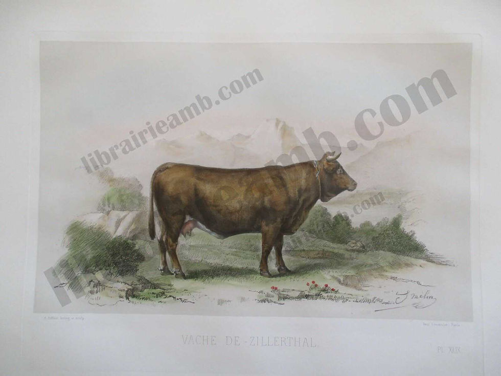 VACHE DE ZILLERTHAL - Races Bovines 1861 Gravure Hand coloured 48x35 cm_165
