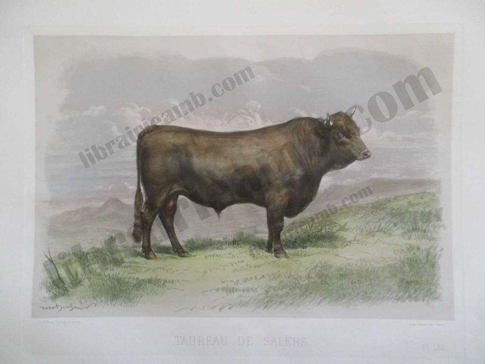 TAUREAU DE SALERS - Races Bovines Zootechniques 1861 Gravure Aquarellee 48x35 cm