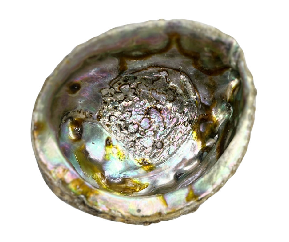 Abalone Shell