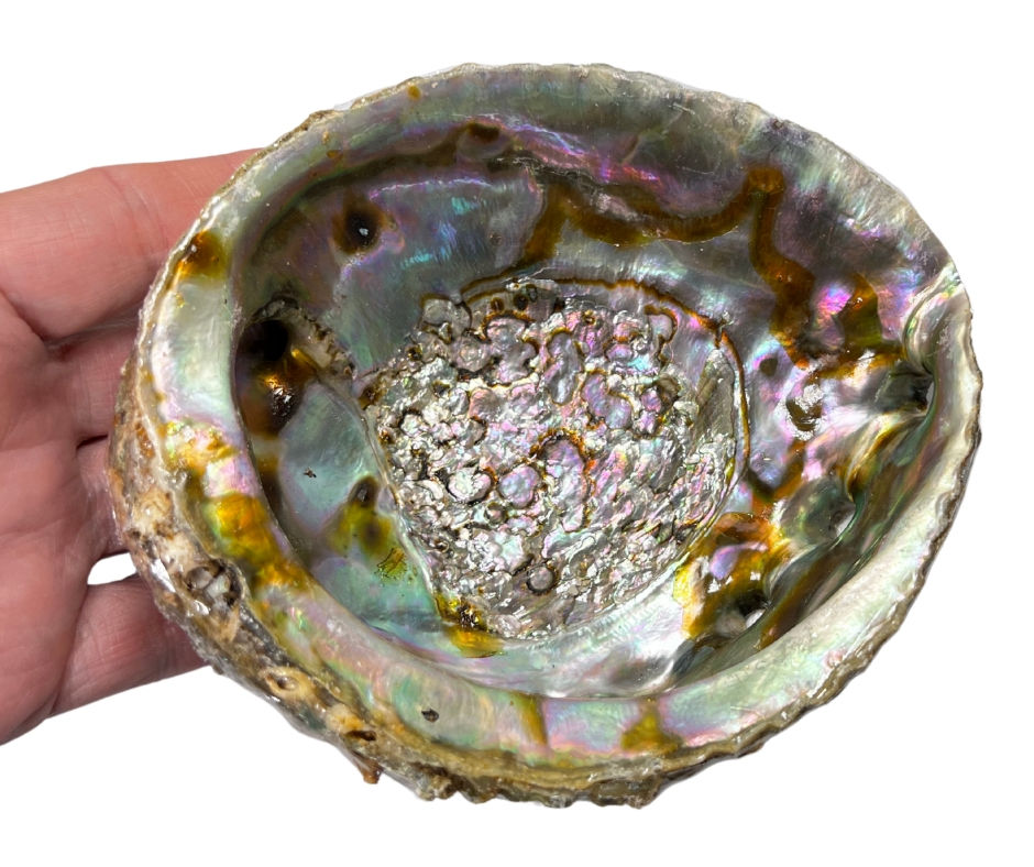Abalone Shell in hand