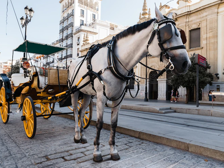 Cartagena avanza en los proyectos que buscan la sustitución de vehÃculos de tracción animal