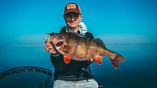 perch fishing guide netherlands, perch, zander, pike, hollands diep, haringvliet, volkerak, ijsselmeer fishing, friesland fishing,
