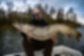big pike caught in the netherlands during guiding