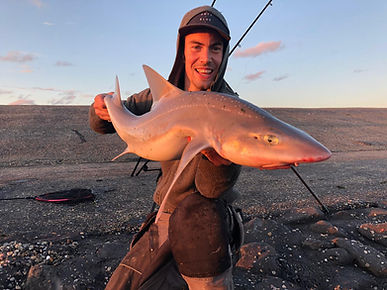 shore fishing netherlands for shark