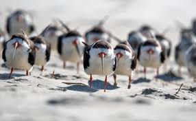High angle view of a flock of various birds in flight