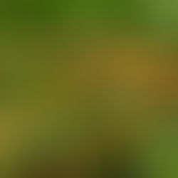 The Only plant in the world with 4 Omegas! Why don't you know about it