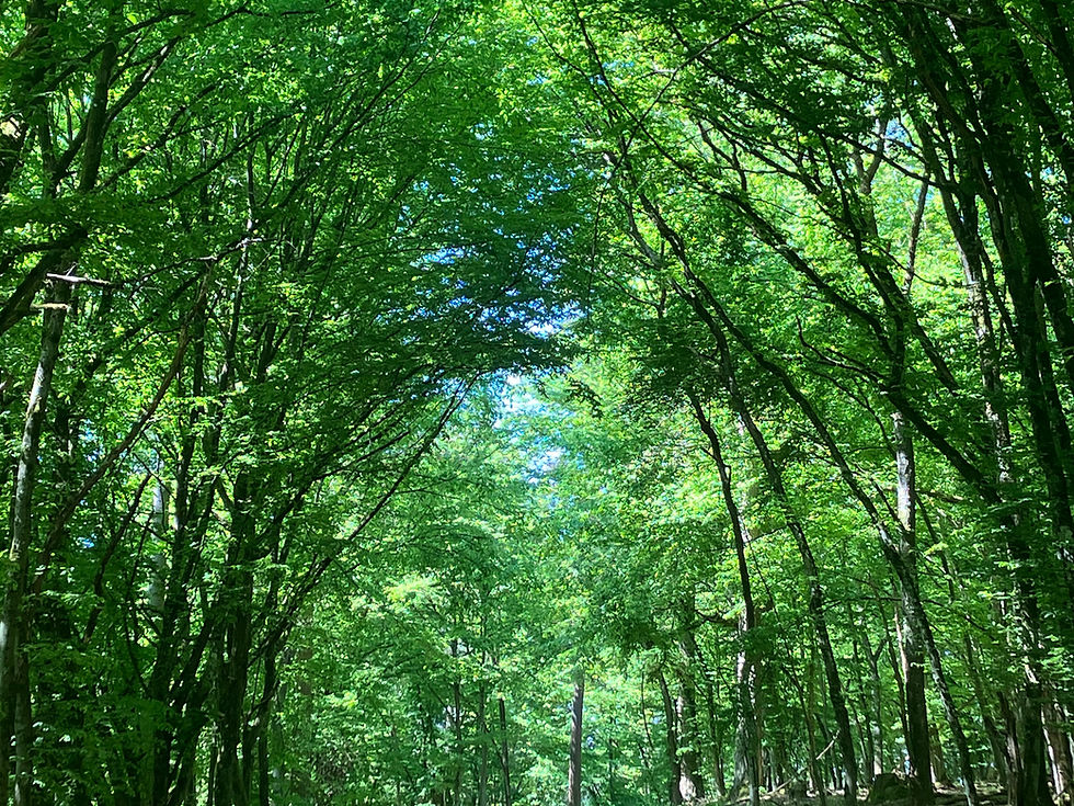 Fit-Tipp_Foto_Wald_Fotografin Katja Bernardy.jpg
