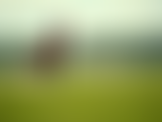 Exercise Horse Health: Latest Research Findings