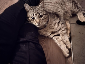 Human Being - Being Human