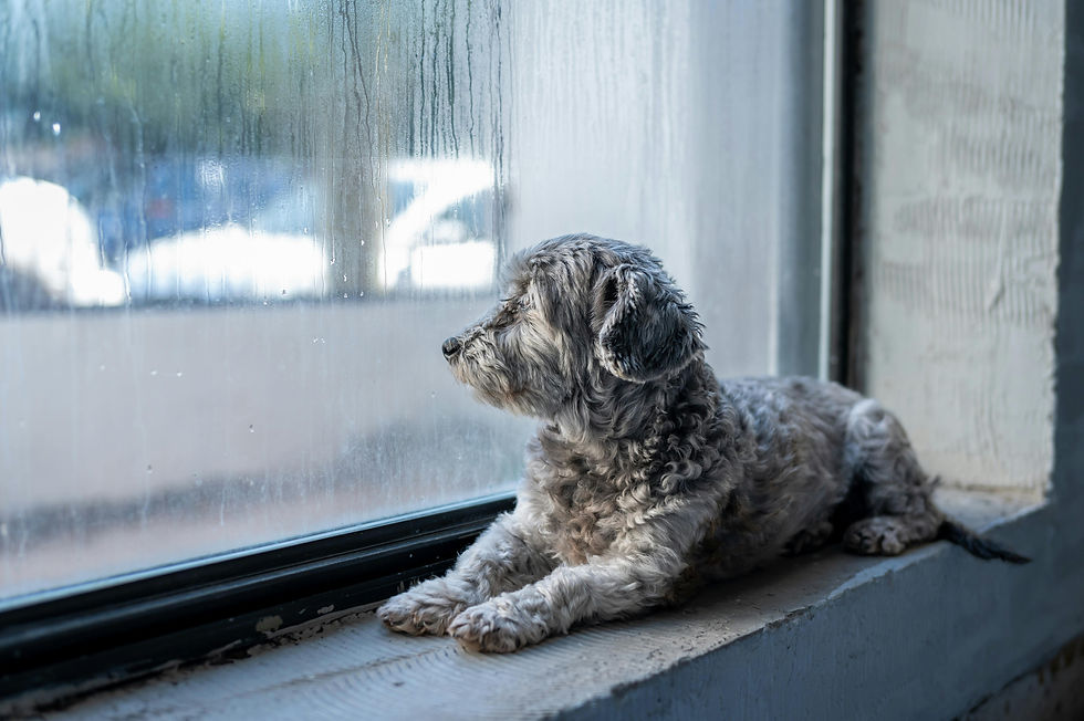 Wet-haired dog gazes out a rainy window, lying on a windowsill. The mood is calm, with a blurred, grayish outdoor view.