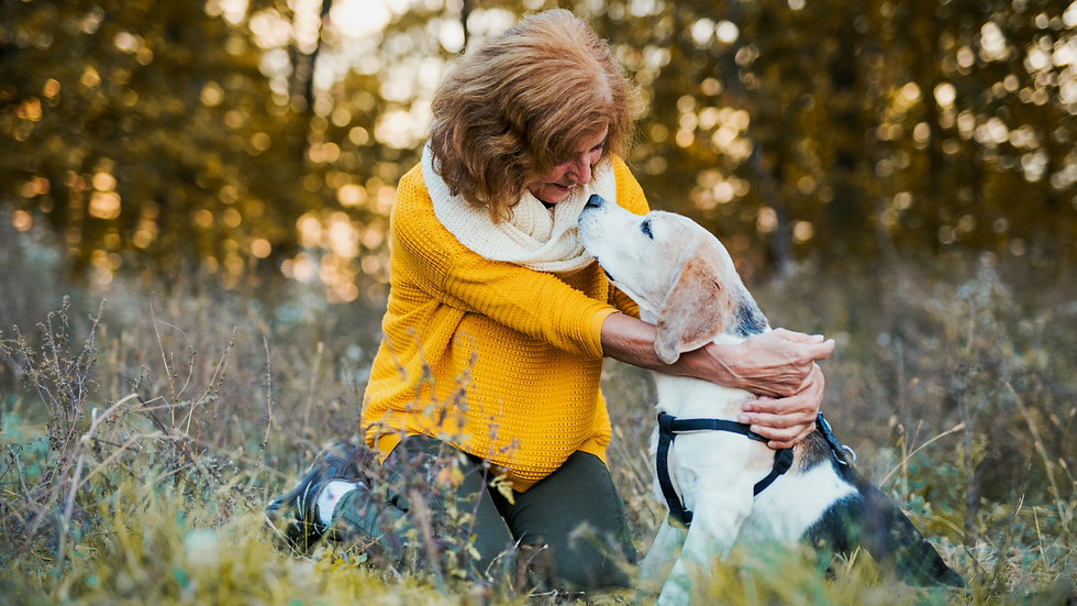 Older woman in a yellow sweater hugs a beagle in a sunlit grassy field, both nuzzling affectionately at sunset.