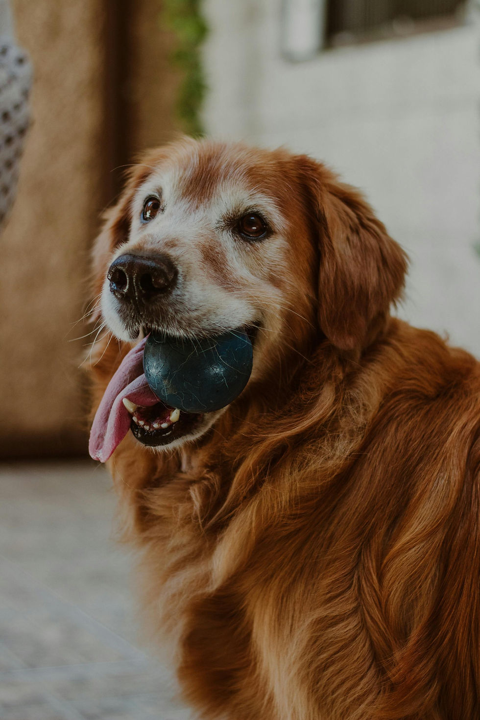 Golden retriever with a blue ball in its mouth, panting happily. The setting is outdoors with a blurred background.