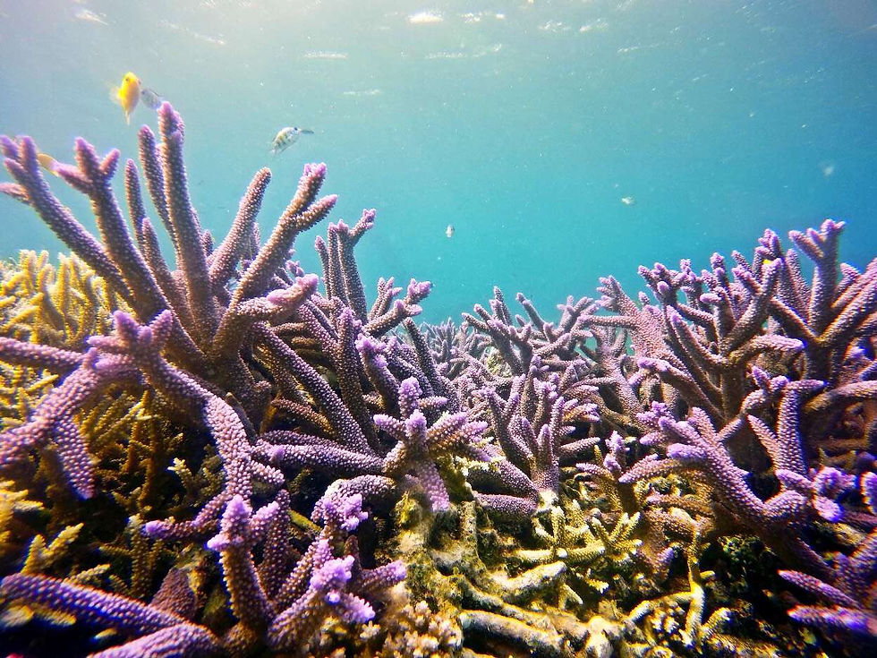 藍色珊瑚礁