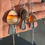 Thumbnail: Tiny Montana Agate Mushroom 