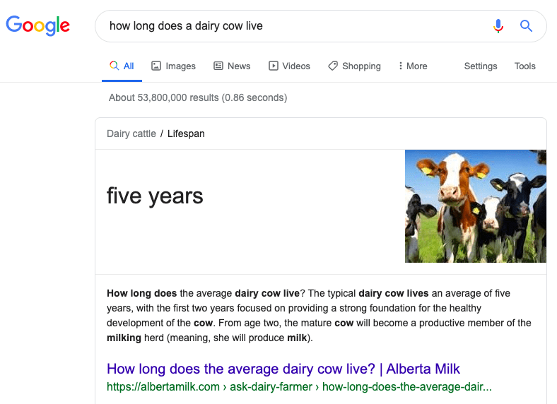 Dairy cow lifespan