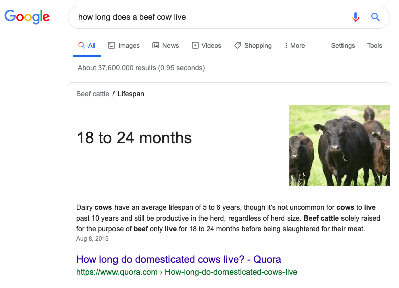 Lifespan of a cow reared for beef.