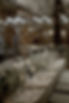 DSC01467.jpg