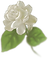 jasmine-logo.png