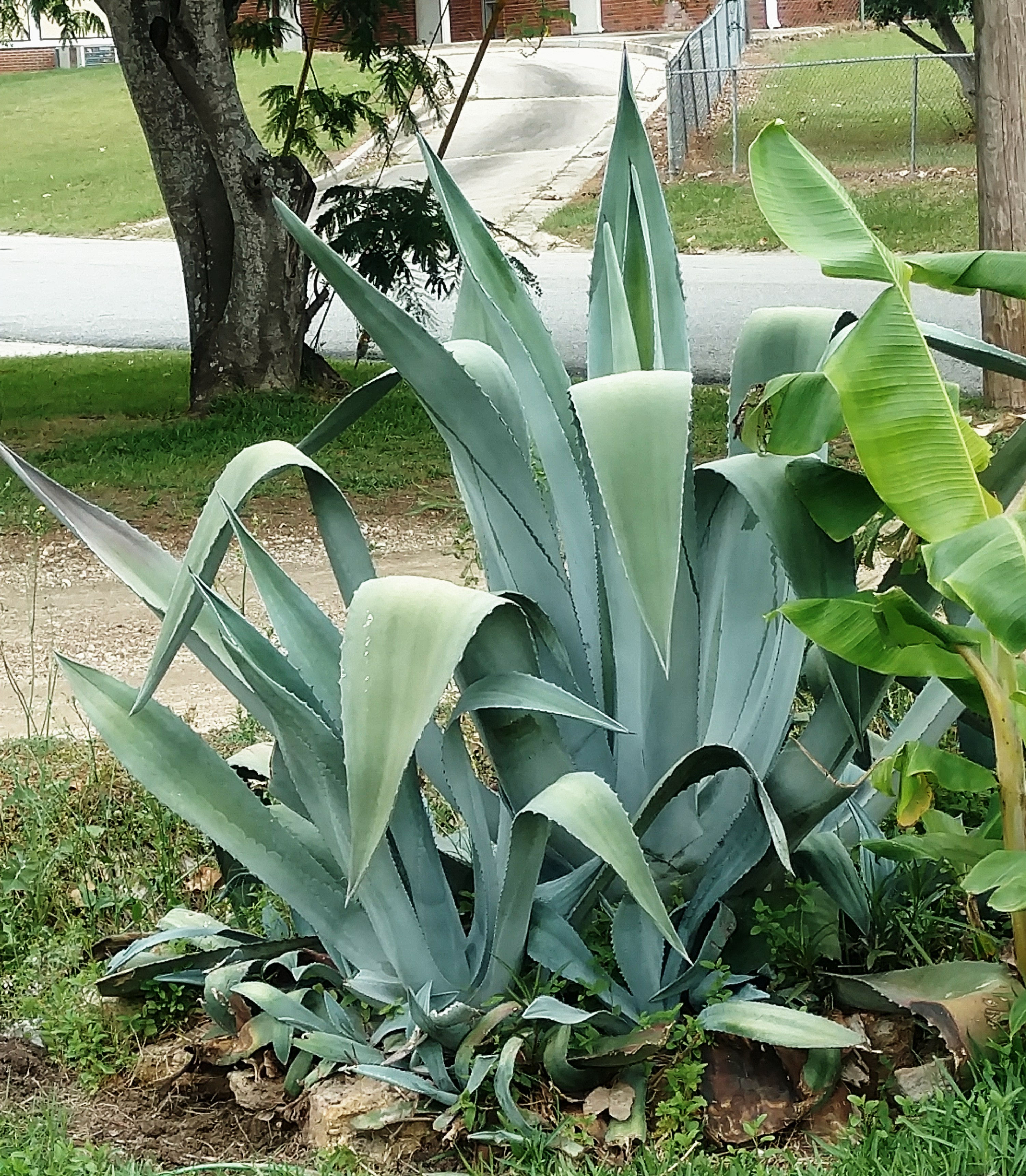 CENTURY PLANT ~ AMERICANA AGAVE