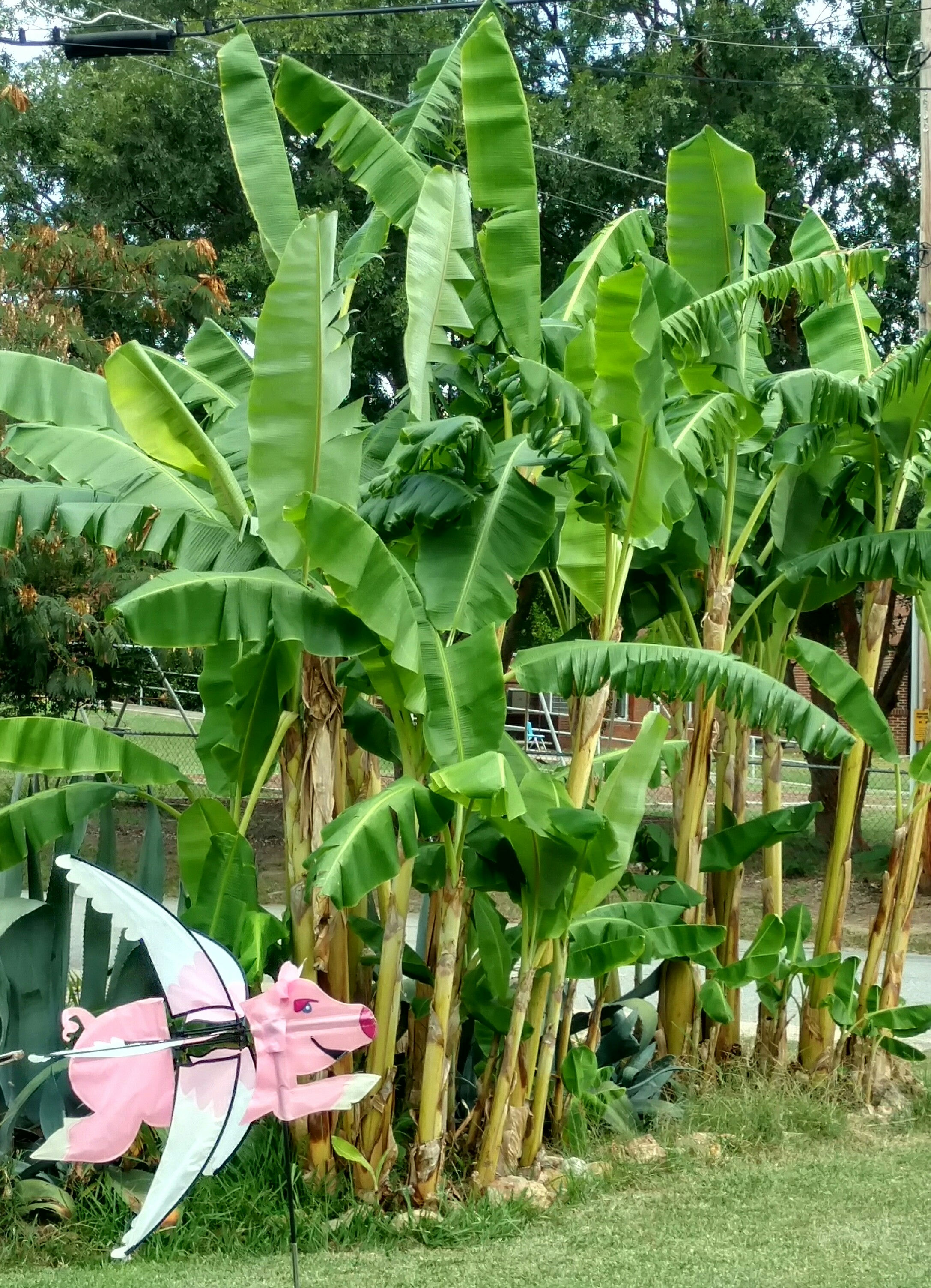Banana Trees