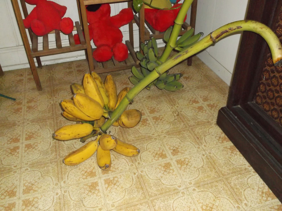 Thumbnail: Banana Trees