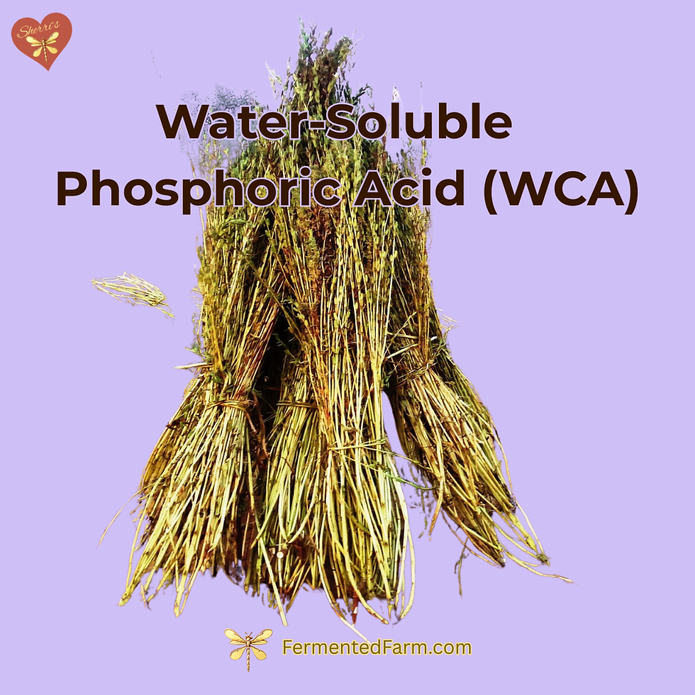 Bundles of dried sesame stems on a purple background with text "Water-Soluble Phosphoric Acid (WCA)." Logo and "FermentedFarm.com" below.