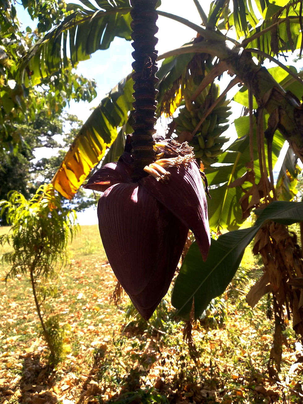 banana flower for FPJ flower set