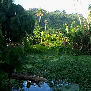 Food forest