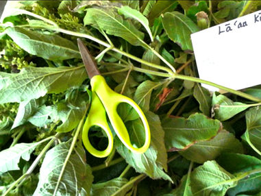 Bright green scissors on fresh cut tulsi with a note saying "Lāʻau Kū Kahi" in the background, conveying a natural setting.