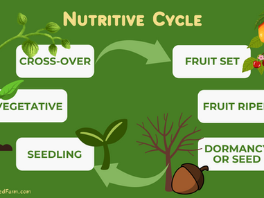 Nutritive cycle diagram on green background: stages from seedling to fru7it ripen, with plants, fruits, and arrows linking each phase.