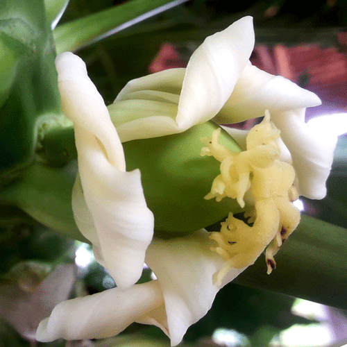 A papaya flower becoming fruit