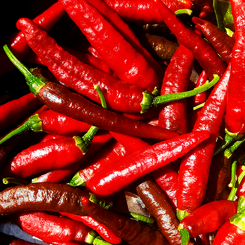 Cayenne peppers fresh picked 