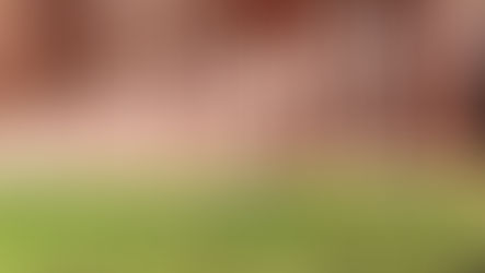 Enhancing Fence Longevity: The Power of Stain and Tackling Sprinkler Damage Introduction: