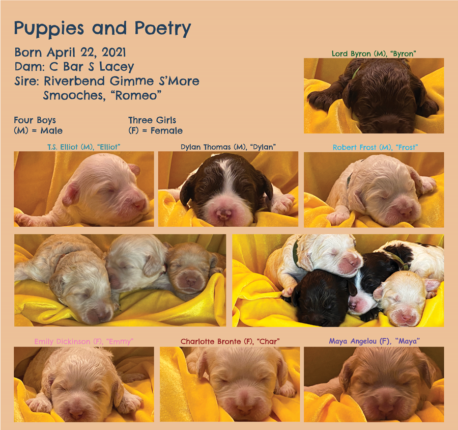 Labradoodle Puppy for Sale Houston
