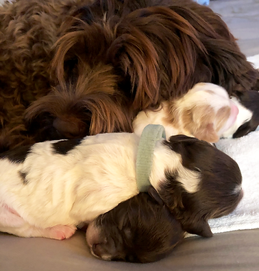 Bindy with Pups Litter 1.png