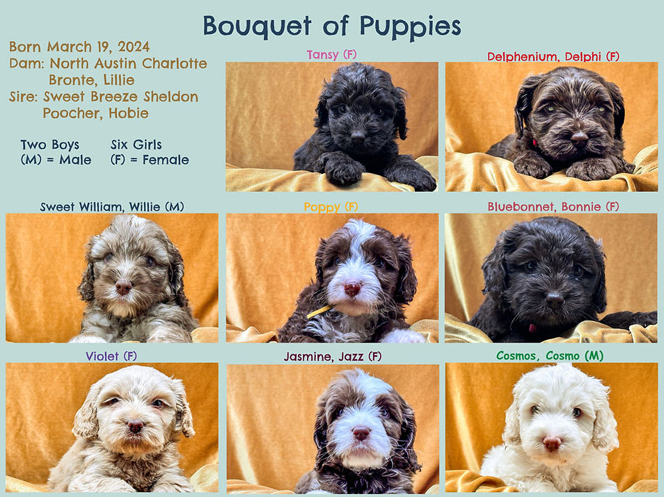 Dallas Labradoodle Puppy