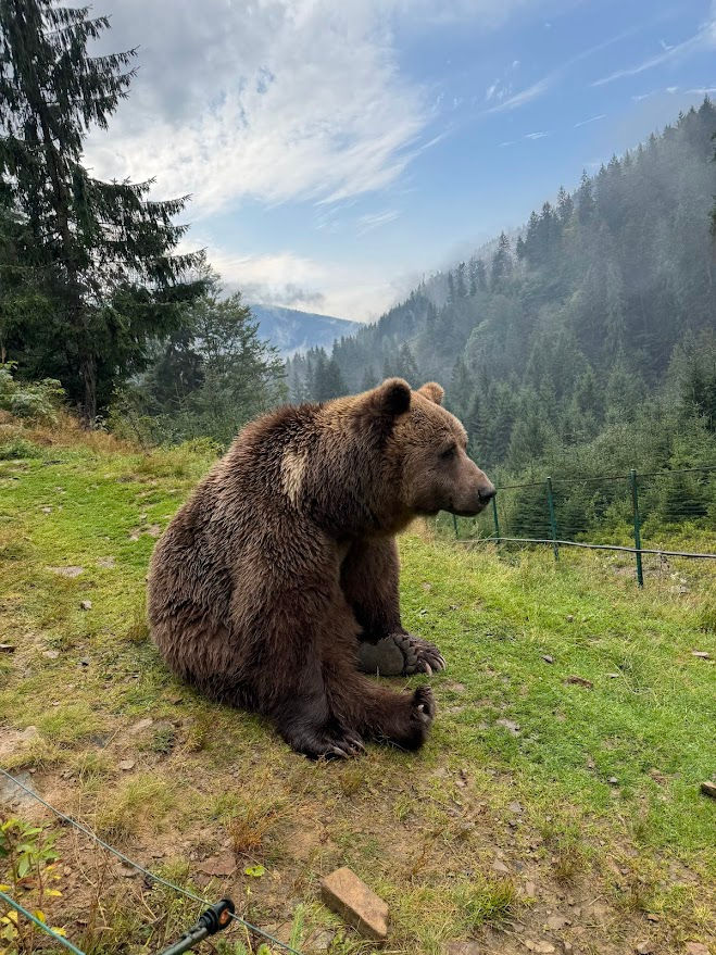 Центр Реабілітації бурого ведмедя, який ми відвідуємо в одному з наши турів