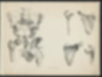 human tissue iliac crest.jpg